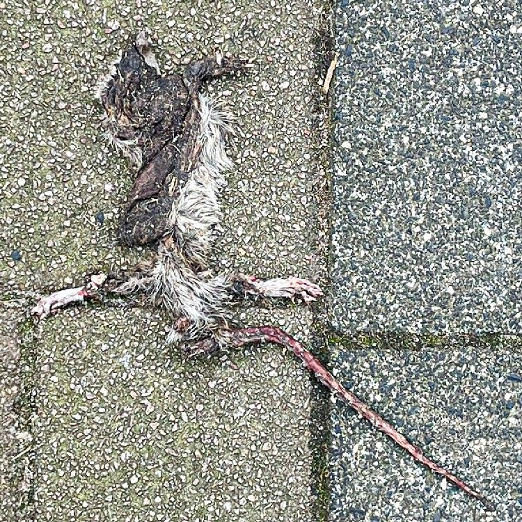Tegeltje uit de serie Tiles of Amsterdam